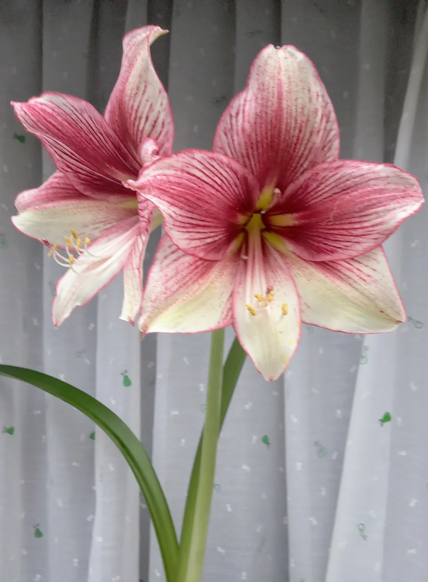 Amaryllis