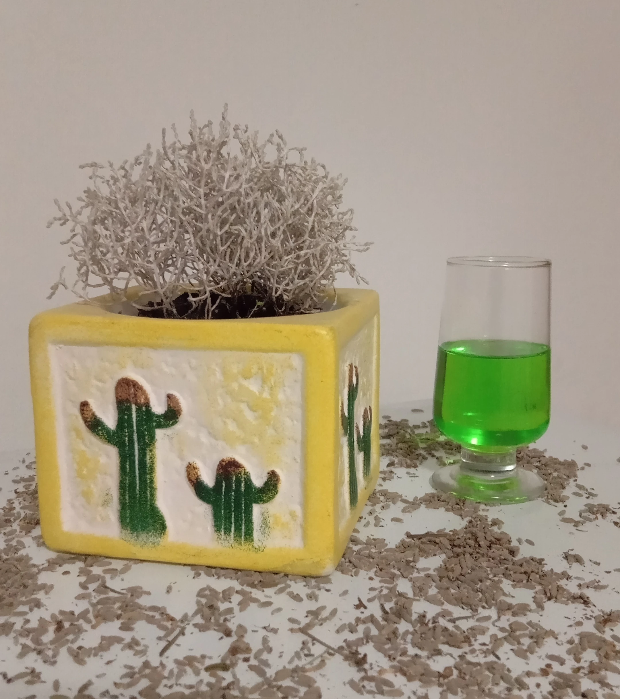 Calocephalus-Brownii